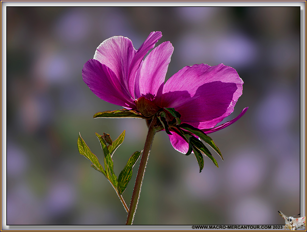 Pivoines